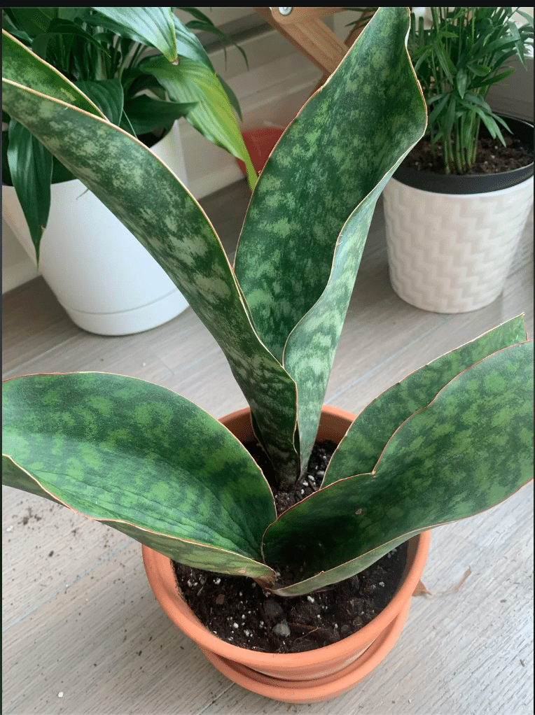 Whale fin snake plant leaves wrinkled and curled inward in a red pot